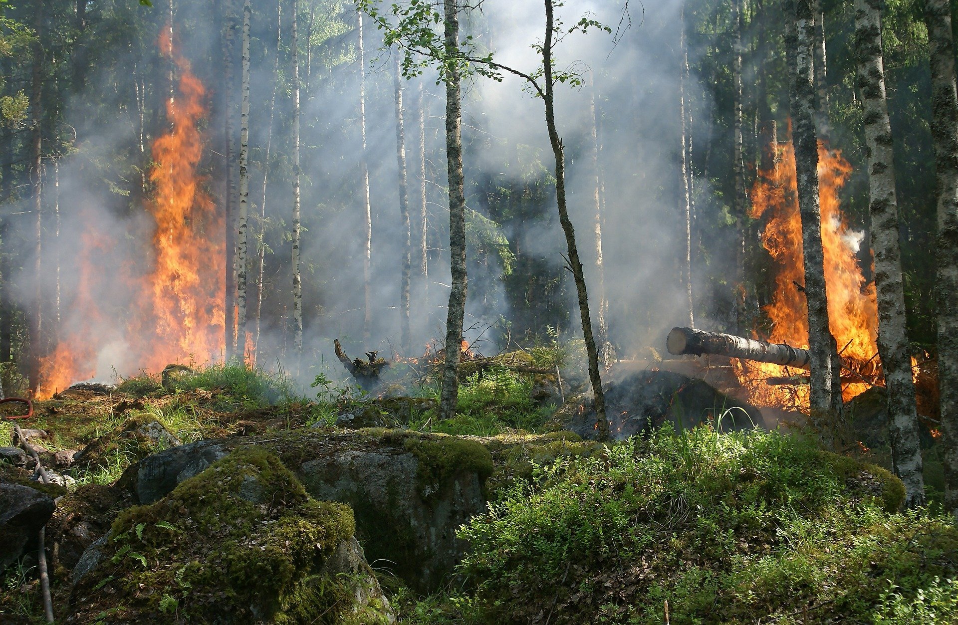 В Севастополе объявили о повышенном уровне пожарной опасности