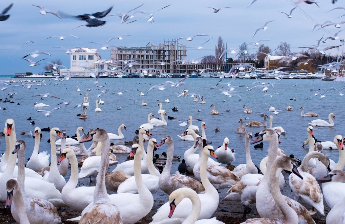 Белые лебеди – визитная карточка осеннего Севастополя