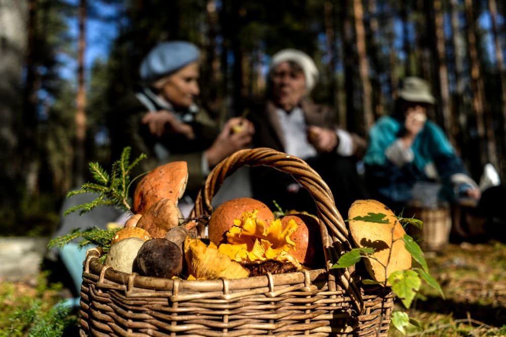 В Крыму стартовал сезон грибов