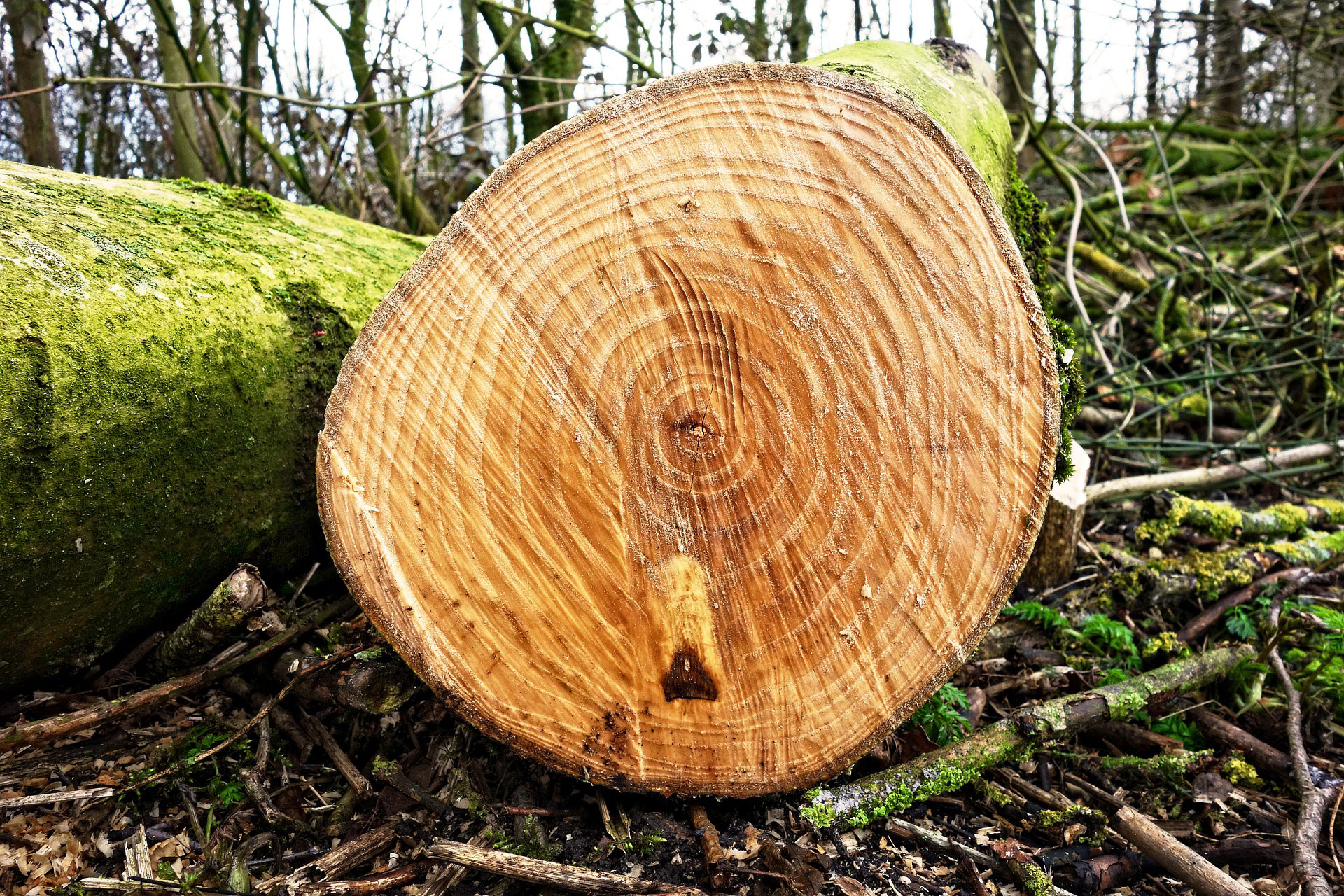 Севастопольский частный гид вырубил 59 деревьев, потому что они мешали ему проводить экскурсию