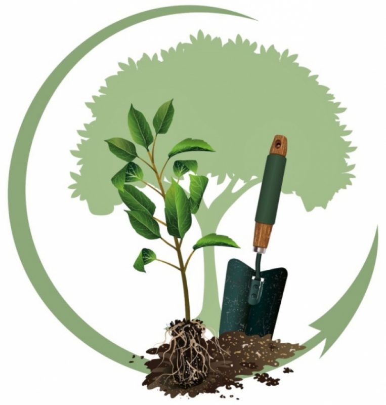 «Сделай лес» - акция, где каждый севастополец может посадить дерево