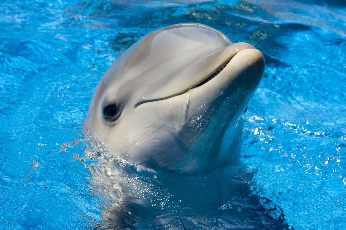 В Севастополе спасли и вылечили дельфина, который вернулся в море после более месяца лечения. Это первый случай в России